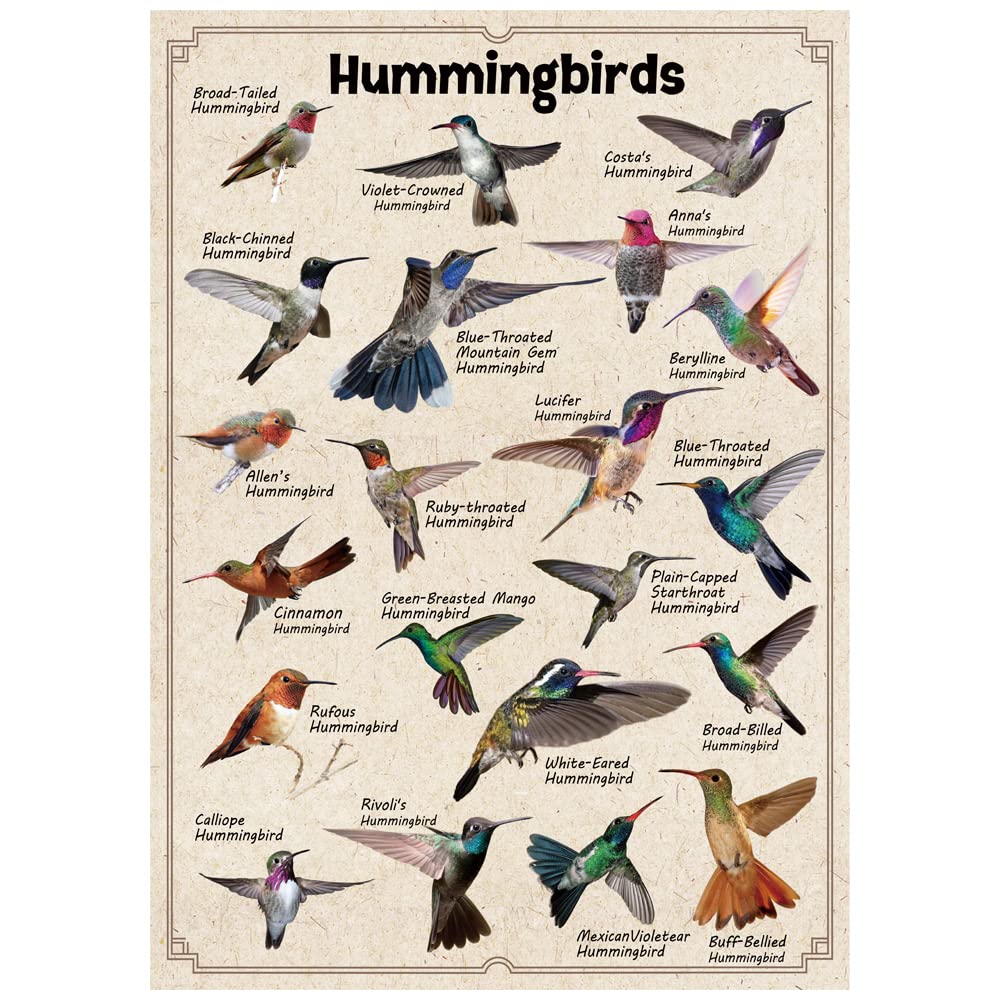 Bboldin® Hummingbirds Jigsaw Puzzles 1000 Pieces